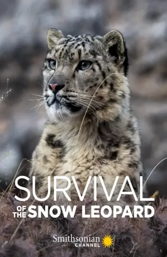 Xem phim Survival Of The Snow Leopard - 2020 - Vietsub - Âu Mỹ