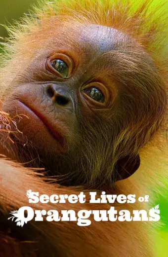 Cuộc sống bí mật của đười ươi (Secret Lives of Orangutans)